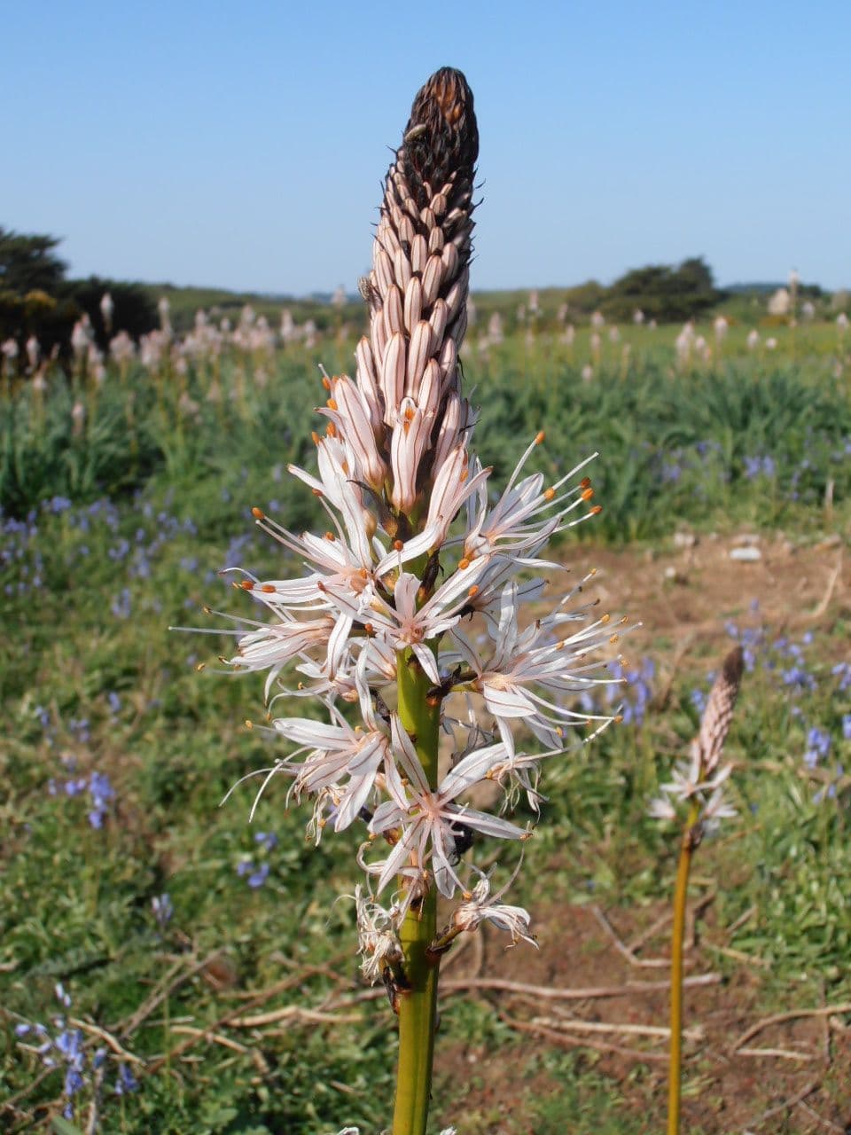 Littoral plantes île-aux-moines