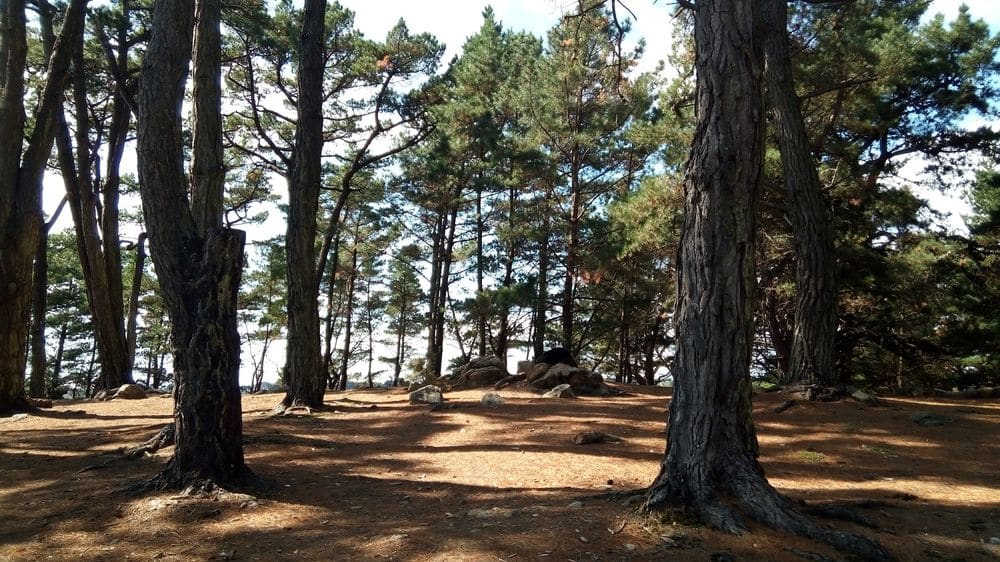 Bois de résineux à l'île-aux-moines